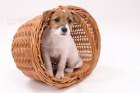 Jack Russell teriér