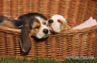 Beagle štěňata s PP