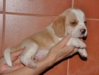 Beagle štěňata s PP