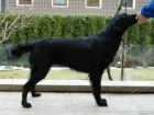 Flat coated retriever ttka