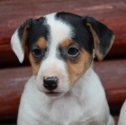 jack russell terier