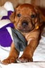 Rhodesian ridgeback-posledný štandartný psík!
