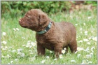 Labradorský retriever