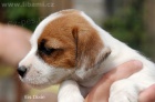 Jack Russell teriér