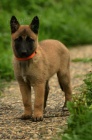 Belgický ovčák malinois
