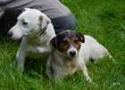 tntka jack russell terier