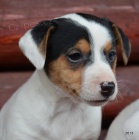 tntka jack russell terier