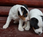tntka jack russell terier