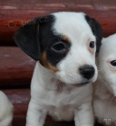 tntka jack russell terier