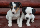 tntka jack russell terier