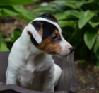 tntka jack russell terier