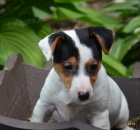 tntka jack russell terier