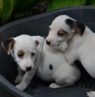 tntka jack russell terier