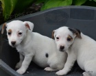 tntka jack russell terier