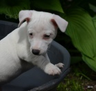 tntka jack russell terier