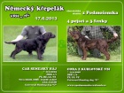 Prodáme štěňata Německých křepeláků