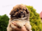 Tibetsk panl