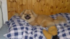 tibetský španěl
