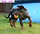 Beauceron štěně s PP-harlekýn pejsek ihned k odběru