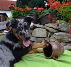 Beauceron štěně s PP-harlekýn pejsek ihned k odběru