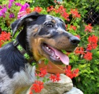 Beauceron štěně s PP-harlekýn pejsek ihned k odběru