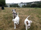 Parson (Jack) Russell Terrier s PP - šteniatko