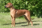 Rhodéský Ridgeback štěňátka s PP. 