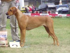 Rhodéský Ridgeback štěňátka s PP. 