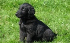 Prodám štěňátka Flat Coated Retrieverů