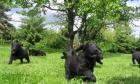Prodám štěňátka Flat Coated Retrieverů