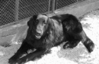 Prodám štěňátka Flat Coated Retrieverů
