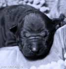 Thajsk ridgeback - modr a ern ttka