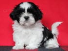 Shih-tzu, ši-tzu