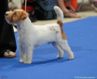 Jack Russell Teri�r - s PP