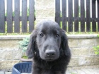 Prodám štěňátka Flat Coated Retrieverů