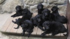 Prodám štěňátka Flat Coated Retrieverů