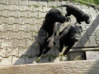 Prodám štěňátka Flat Coated Retrieverů