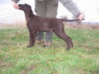 Flat coated retriever s PP - hnědá štěnátka