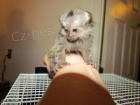 Krásné Marmoset Opice Na Prodej