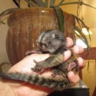 Krásné Marmoset Opice Na Prodej