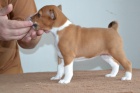 Basenji štěňata