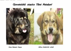 Tibetská doga