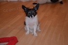 Papillon - ttko - feneka