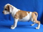 AMSTAFF šteniatka s PP