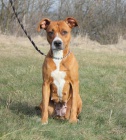 Pitbulka Emilka hledá domov