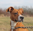 Pitbulka Emilka hledá domov
