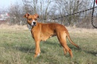 Pitbulka Emilka hledá domov