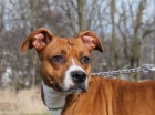 Pitbulka Emilka hledá domov