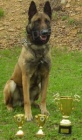 Belgick ovk malinois s PP