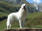 Pyrenejský horský pes